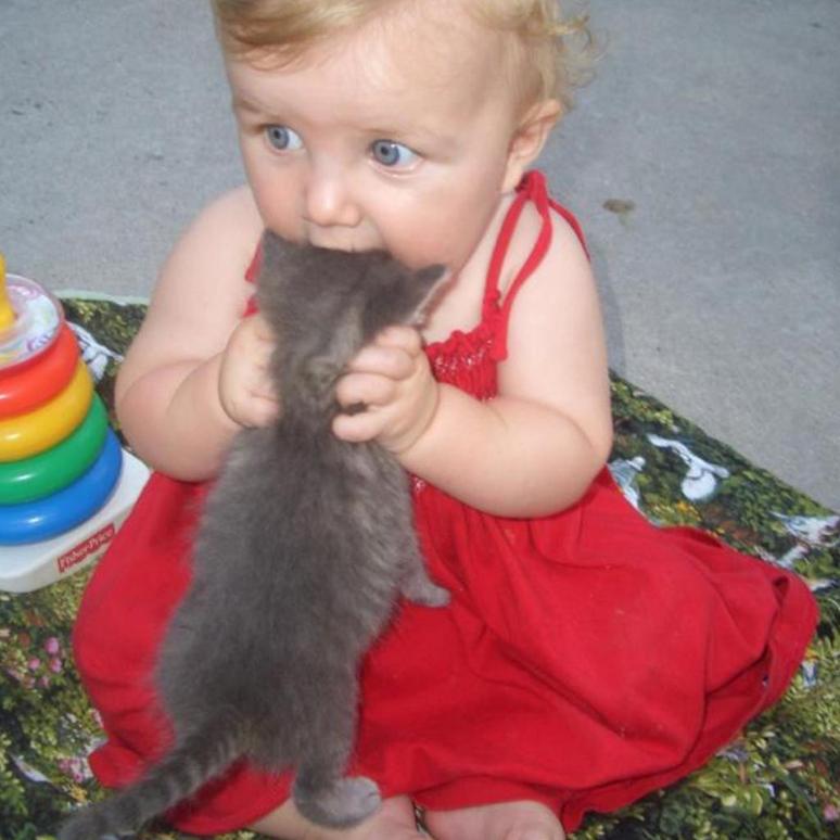 고양이를 먹는 아기