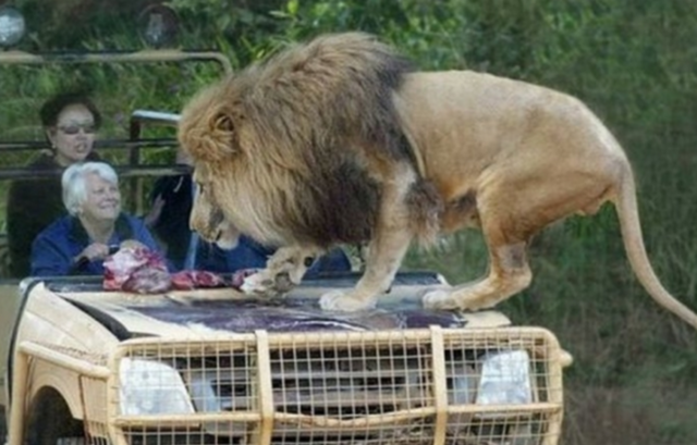 차에 올라탄 사자에게 음식을 주고 있는 여성