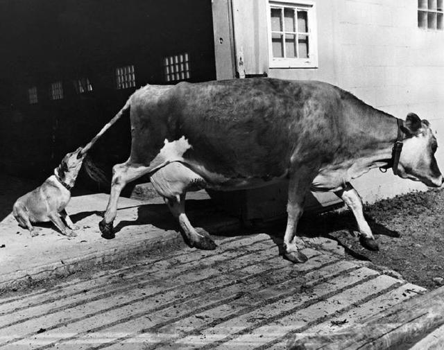 1968년 뉴욕 우유짜기를 거부하고 있는 젖소