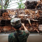 A collaboration between NGO agents and the Mekong River Navy led to a bust of this pickup containing 130 dogs just as it was about to load them on to a boat. The smugglers fled and escaped arrest.
Every year an estimated 200,000 dogs are illegally smuggled across the River Mekong, from Thailand in to Laos, where they are driven by truck to Vietnam. Stuffed in to tiny crude metal cages they are then taken up to the slaughter houses and dog meat restaurants of Hanoi, Vietnam's capital. A dog bought in Thailand for as little as US$7 can then be sold for up to US$100 in Vietnam making it a very profitable trade for the mafia gangs that control it. NGO's and officials in Thailand Northeast are fighting hard to stop the trade and in 2013 alone have saved thousands of dogs from being smuggled across the border to Laos.