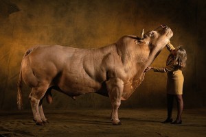 Belgian Blue