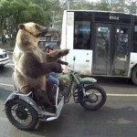 ▲ 오토바이 타는 곰