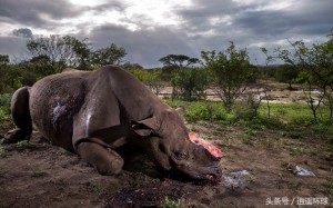 Brent Stirton，남아프리카공화국