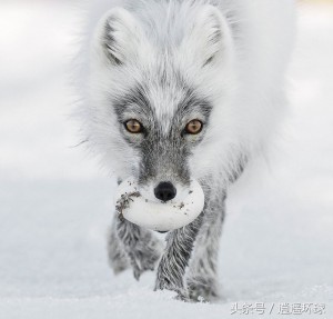 Sergey Gorshkov 러시아