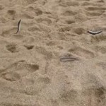 ▲ 해변으로 밀려나온 멸치떼의 모습