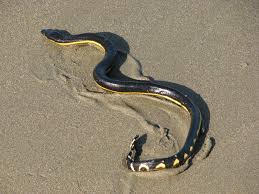 제주 서귀포에서 바다뱀이 출몰해 한 때 소요가 일어났다.