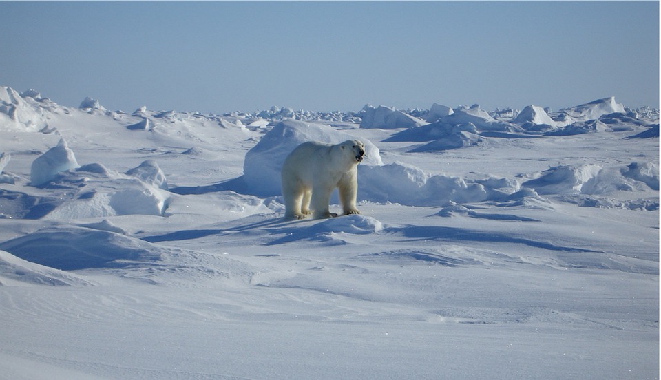 북극곰의 모습