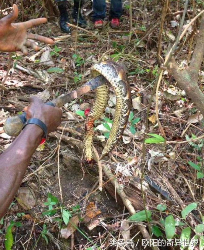 잡은 뱀을 요리하는 아프리카 현지 가이드