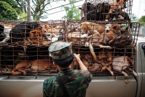A collaboration between NGO agents and the Mekong River Navy led to a bust of this pickup containing 130 dogs just as it was about to load them on to a boat. The smugglers fled and escaped arrest. Every year an estimated 200,000 dogs are illegally smuggled across the River Mekong, from Thailand in to Laos, where they are driven by truck to Vietnam. Stuffed in to tiny crude metal cages they are then taken up to the slaughter houses and dog meat restaurants of Hanoi, Vietnam's capital. A dog bought in Thailand for as little as US$7 can then be sold for up to US$100 in Vietnam making it a very profitable trade for the mafia gangs that control it. NGO's and officials in Thailand Northeast are fighting hard to stop the trade and in 2013 alone have saved thousands of dogs from being smuggled across the border to Laos.