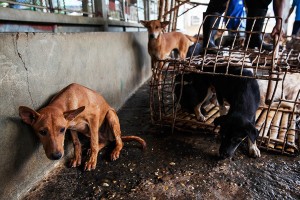 Rescued during a recent bust on a collection centre that was about to send over 700 dogs to Laos, the dogs are now unloaded at the Government dog shelter at Nakhon Phanom. Every year an estimated 200,000 dogs are illegally smuggled across the River Mekong, from Thailand in to Laos, where they are driven by truck to Vietnam. Stuffed in to tiny crude metal cages they are then taken up to the slaughter houses and dog meat restaurants of Hanoi, Vietnam's capital. A dog bought in Thailand for as little as US$7 can then be sold for up to US$100 in Vietnam making it a very profitable trade for the mafia gangs that control it. NGO's and officials in Thailand Northeast are fighting hard to stop the trade and in 2013 alone have saved thousands of dogs from being smuggled across the border to Laos.