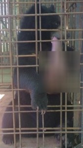 ▲ 수술 받기 전 니얀의 모습